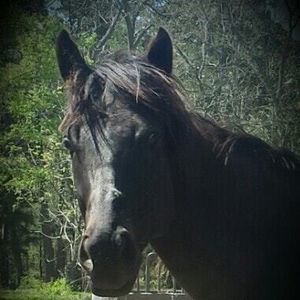 Meet your Posher, Shanda